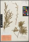 Foto von Salix purpurea L. x Salix repens L.